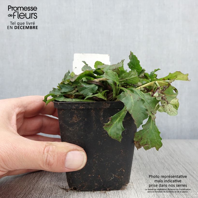 Exemplaar van Ajuga reptans - Kruipend zenegroen Kweekpotje van 8/9 cm zoals geleverd in de herfst