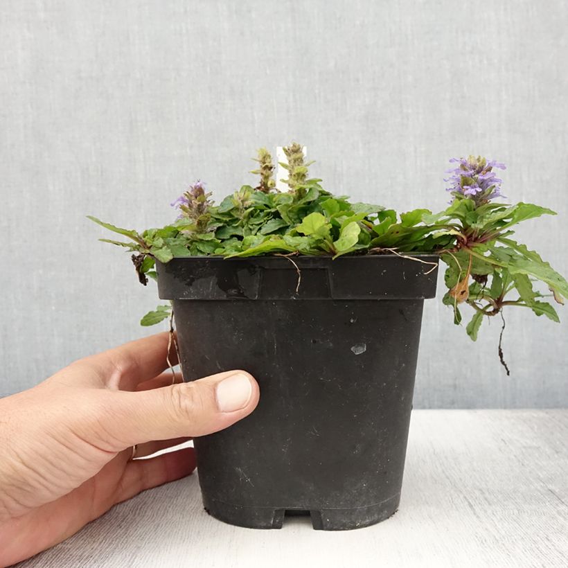 Exemplaar van Ajuga reptans - Kruipend zenegroen Pot van 2 l/3 l zoals geleverd in de zomer