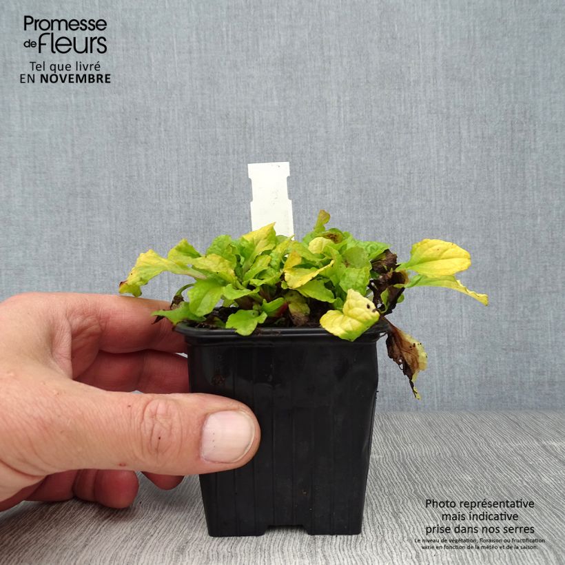 Exemplaar van Ajuga reptans Gold Chang - Kruipend zenegroen Kweekpotje van 8/9 cm zoals geleverd in de herfst