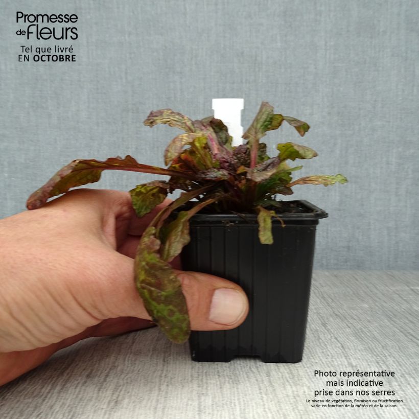 Exemplaar van Ajuga reptans Multicolor - Kruipend zenegroen Kweekpotje van 8/9 cm zoals geleverd in de herfst