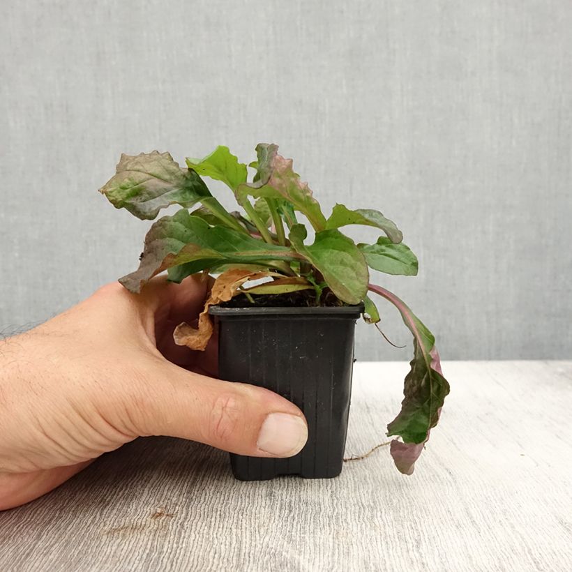 Exemplaar van Ajuga reptans Purple Torch - Kruipend zenegroen Kweekpotje van 7/8 cm zoals geleverd in de herfst