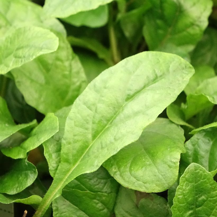 Ajuga reptans Rosea - Kruipend zenegroen (Blad)