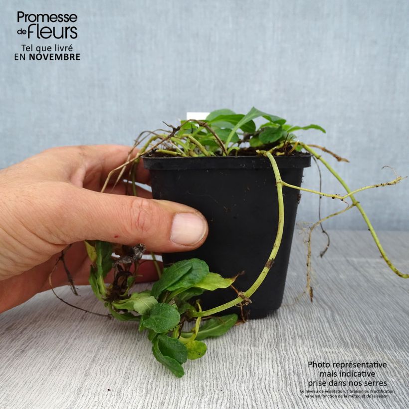 Exemplaar van Ajuga reptans Sanne - Kruipend zenegroen Kweekpotje van 8/9 cm zoals geleverd in de herfst