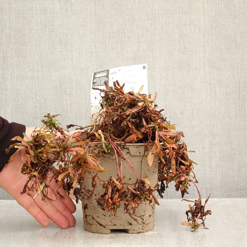 Exemplaar van Ajuga reptans Chocolate Chip - Kruipend zenegroen Pot van 2 l/3 l zoals geleverd in de herfst
