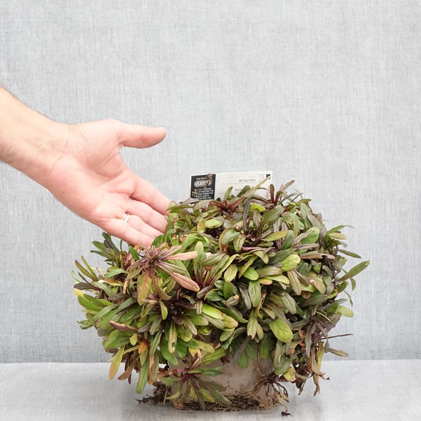 Exemplaar van Ajuga reptans Chocolate Chip - Kruipend zenegroen Pot van 2 l/3 l zoals geleverd in de zomer