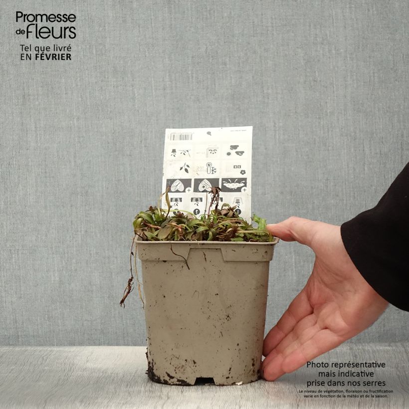 Exemplaar van Ajuga reptans Chocolate Chip - Kruipend zenegroen Pot van 2 l/3 l zoals geleverd in de winter