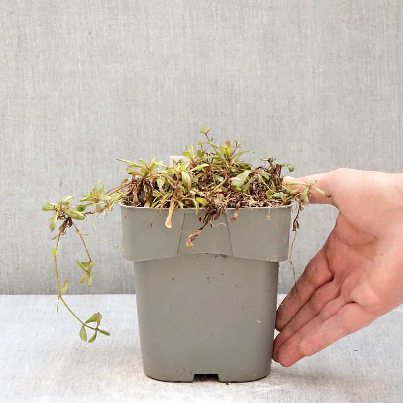 Exemplaar van Ajuga reptans Chocolate Chip - Kruipend zenegroen Pot van 2 l/3 l zoals geleverd in de lente