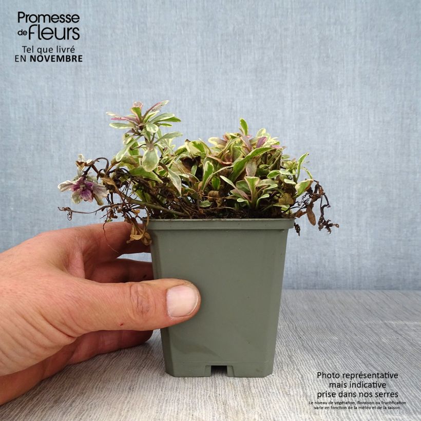 Exemplaar van Ajuga reptans Princess Nadia - Kruipend zenegroen Kweekpotje van 8/9 cm zoals geleverd in de herfst