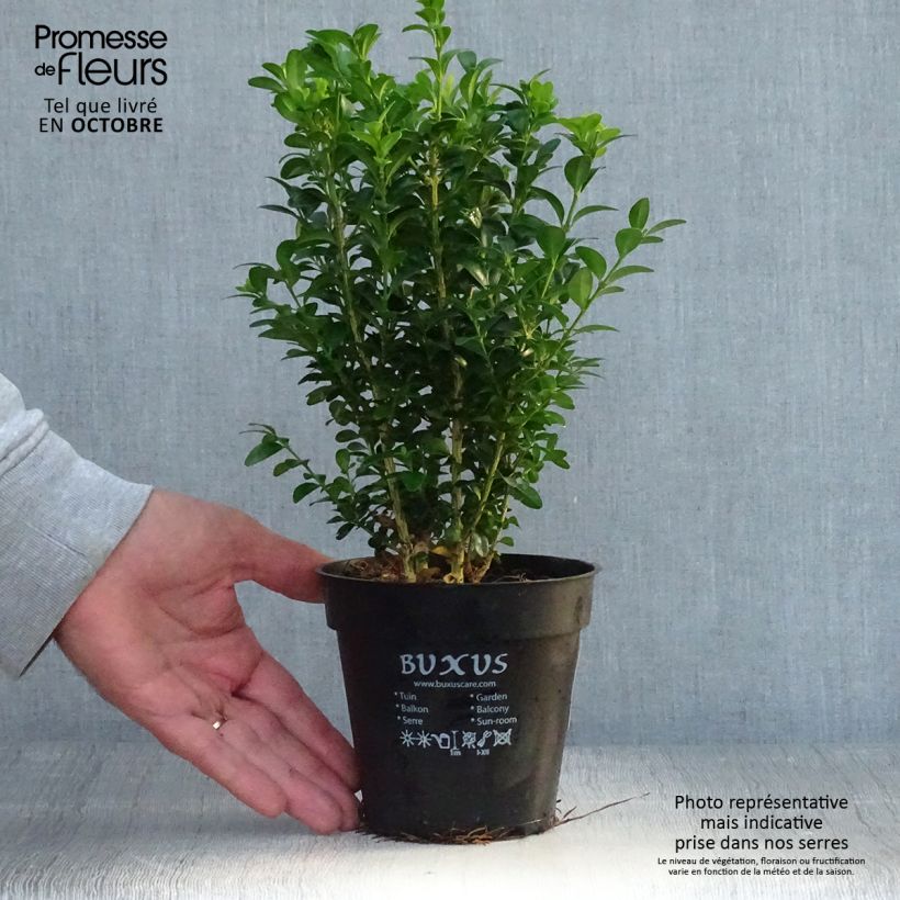Exemplaar van Buxus sempervirens - Palmboompje voor borders Pot van 12 cm / 13 cm zoals geleverd in de herfst