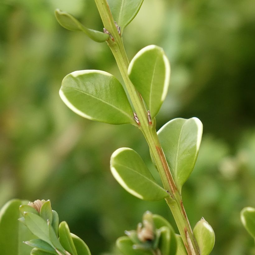 Buxus Betterbuxus Babylon Beauty - Palmboompje (Blad)