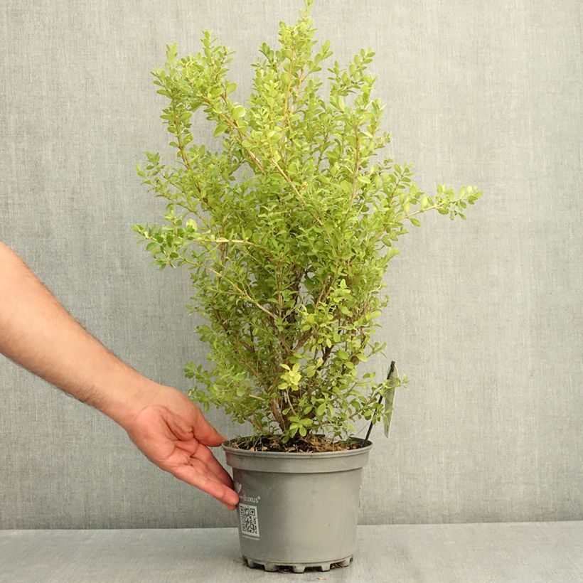 Exemplaar van Buxus Betterbuxus Babylon Beauty - Palmboompje Pot van 3 l/4 l zoals geleverd in de zomer