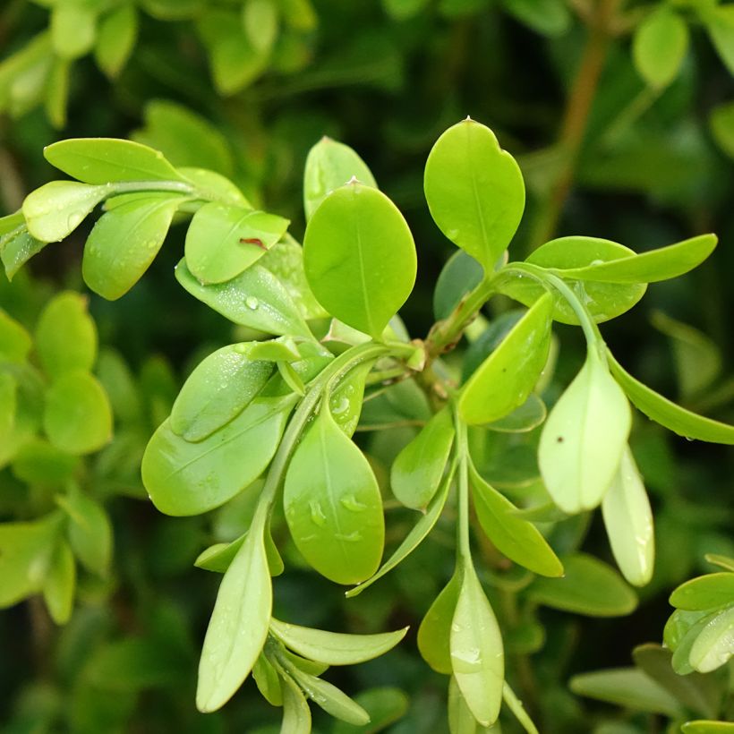 Buxus Betterbuxus Heritage - Palmboompje (Blad)