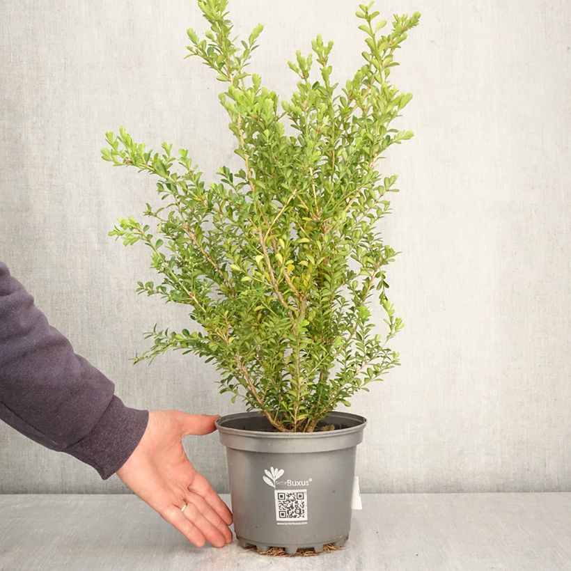 Exemplaar van Buxus Renaissance Betterbuxus - Palmboompje Pot van 3 l/4 l zoals geleverd in de lente