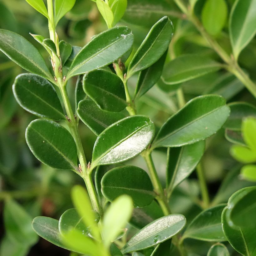 Buxus Betterbuxus Skylight - Palmboompje (Blad)