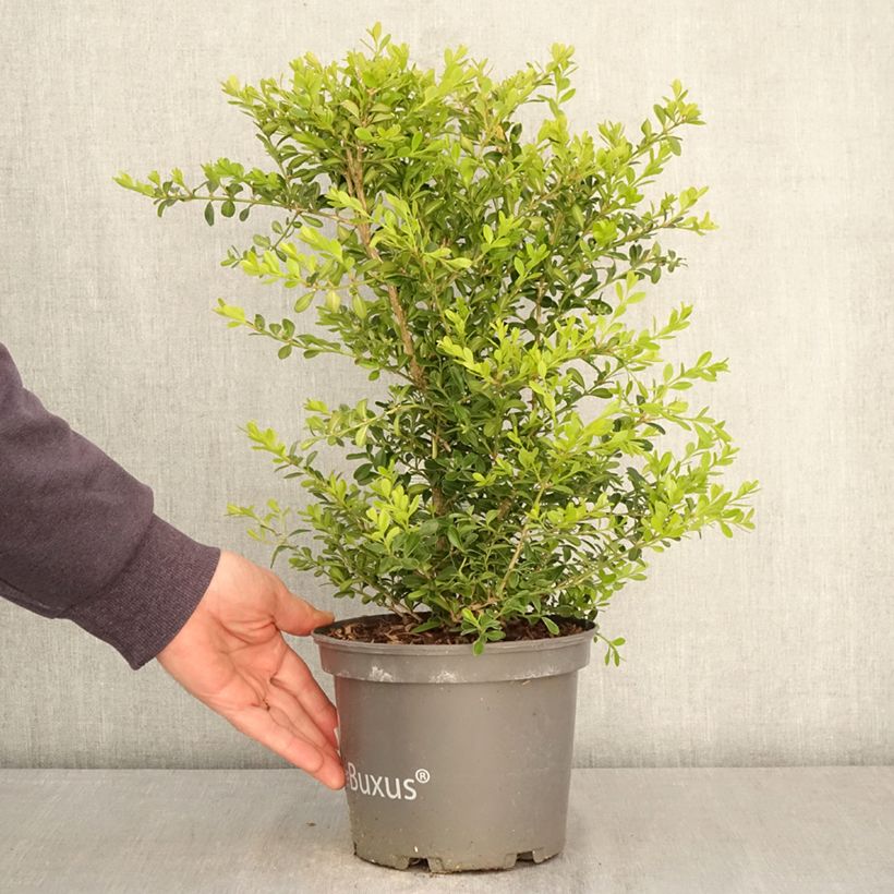Exemplaar van Buxus Betterbuxus Skylight - Palmboompje Pot van 3 l/4 l zoals geleverd in de lente