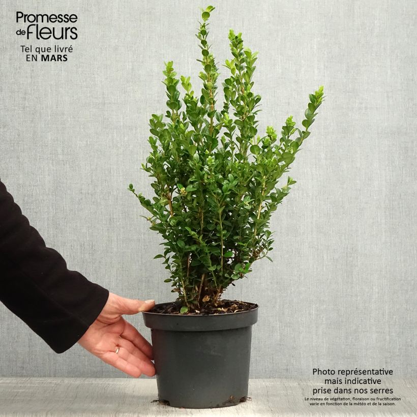 Exemplaar van Buxus microphylla Faulkner - Japanse buxus Pot van 2 l/3 l zoals geleverd in de lente