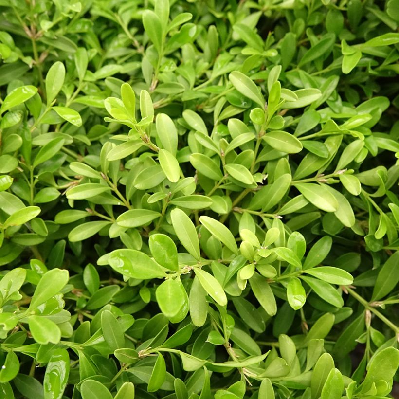 Buxus microphylla Rococo - Japanse buxus (Blad)