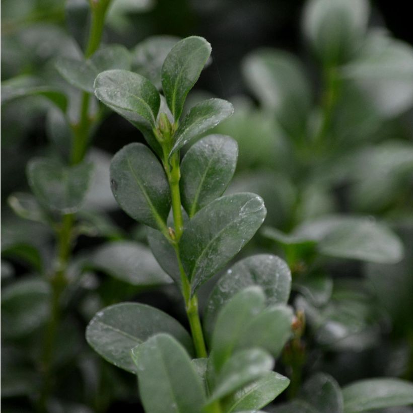 Buxus sempervirens - Palmboompje voor borders (Blad)