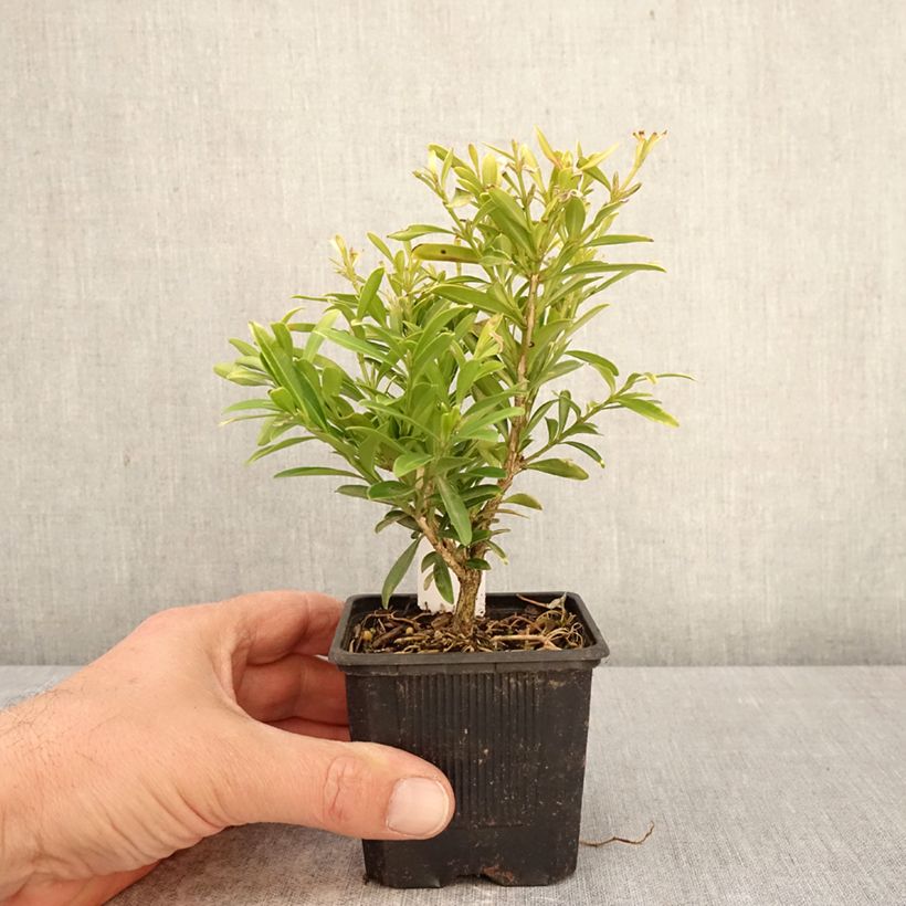 Exemplaar van Buxus sinica var. insularis Mipo - Koreaanse buxus Kweekpotje van 8/9 cm zoals geleverd in de lente