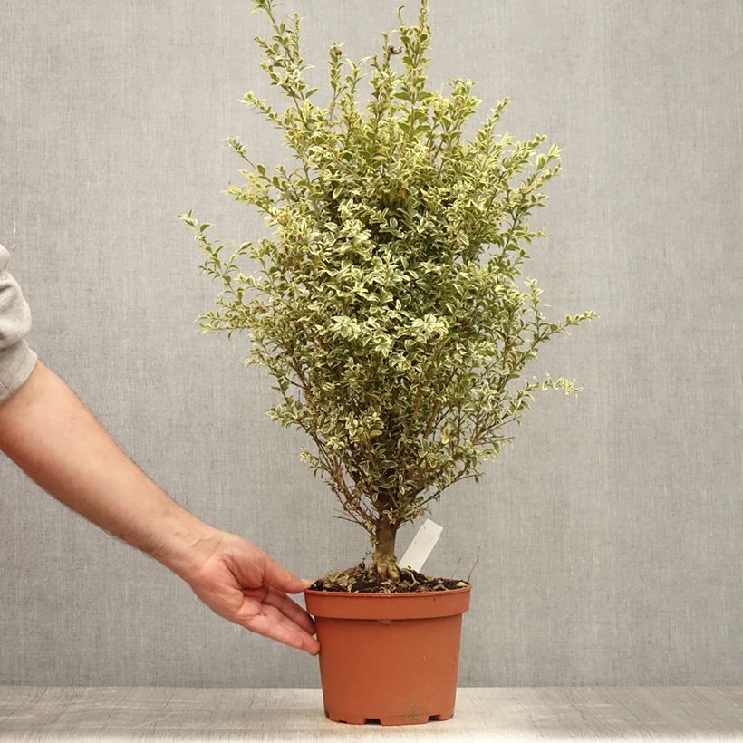 Exemplaar van Buxus sempervirens Elegans - Palmboompje Pot van 2 l/3 l zoals geleverd in de zomer