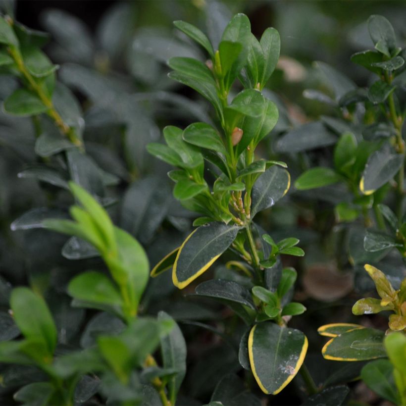 Buxus sempervirens - Palmboompje (Foliage)