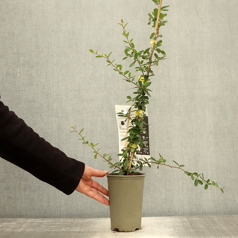 Exemplaar van Pyracantha coccinea Saphyr Jaune - Vuurdoorn Pot van 2 l/3 l zoals geleverd in de herfst