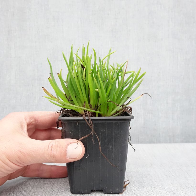 Exemplaar van Bulbine frutescens Avera Sunset Orange - Knolbeesia Kweekpotje van 8/9 cm zoals geleverd in de lente