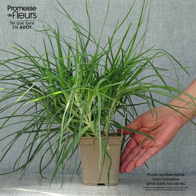 Exemplaar van Bulbine frutescens - Knolbeesia Pot van 1 l/1,5 l zoals geleverd in de zomer