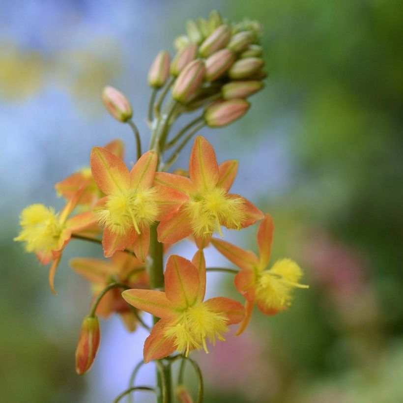 Bulbine frutescens - Knolbeesia (Flowering)