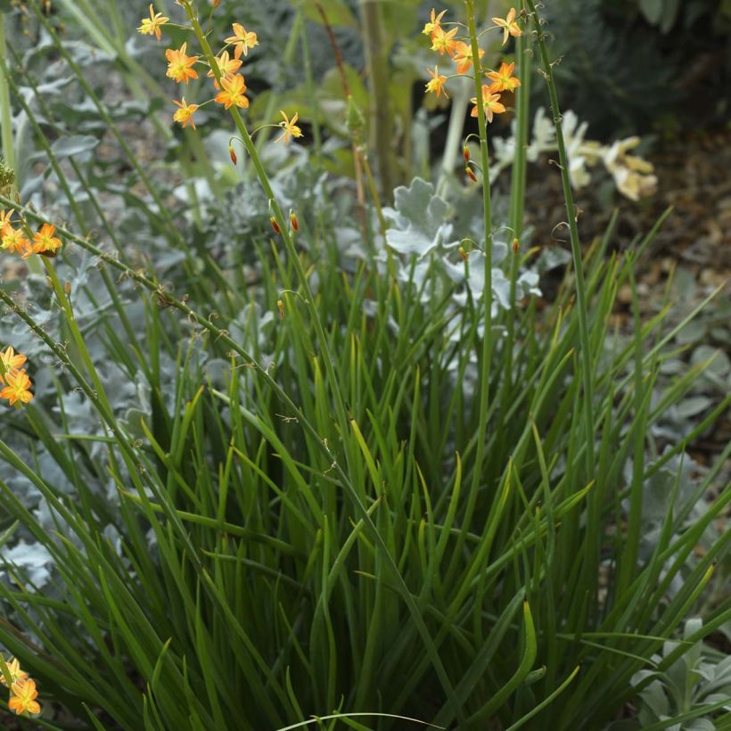 Bulbine frutescens - Knolbeesia (Plant habit)