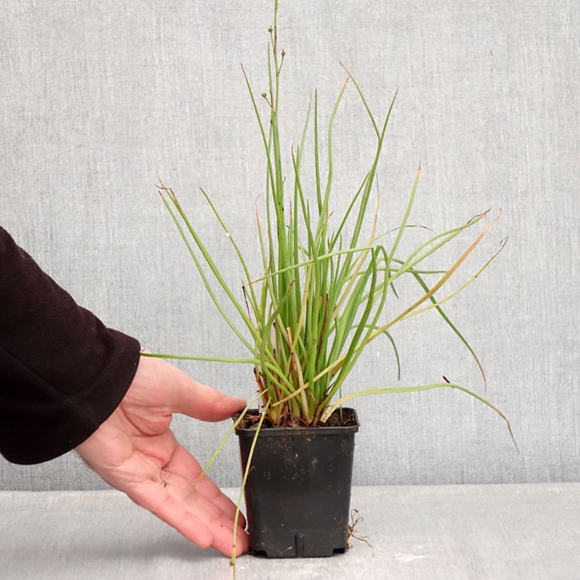 Example of Bulbine frutescens Hallmarck - Knolbeesia Kweekpotje van 8/9 cm as you get in hiver