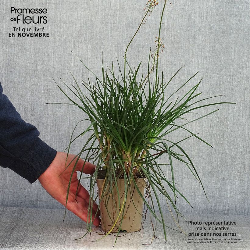 Exemplaar van Bulbine frutescens Hallmarck - Knolbeesia Pot van 1 l/1,5 l zoals geleverd in de herfst