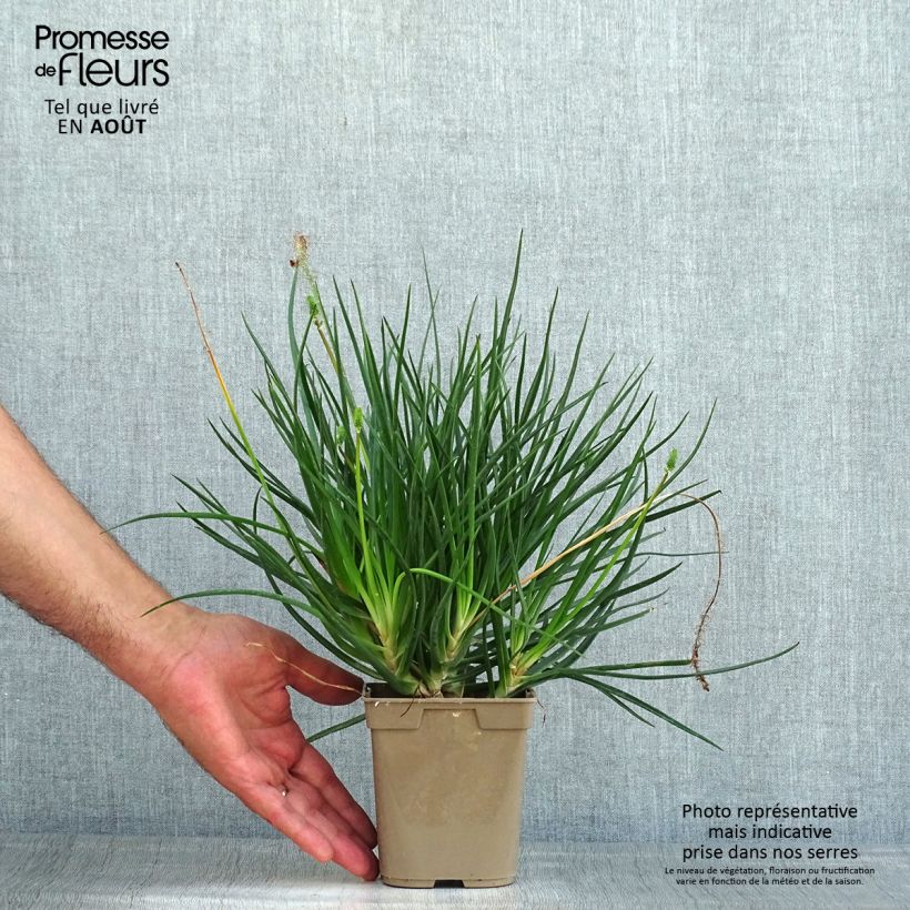 Exemplaar van Bulbine frutescens Hallmarck - Knolbeesia Pot van 1 l/1,5 l zoals geleverd in de zomer