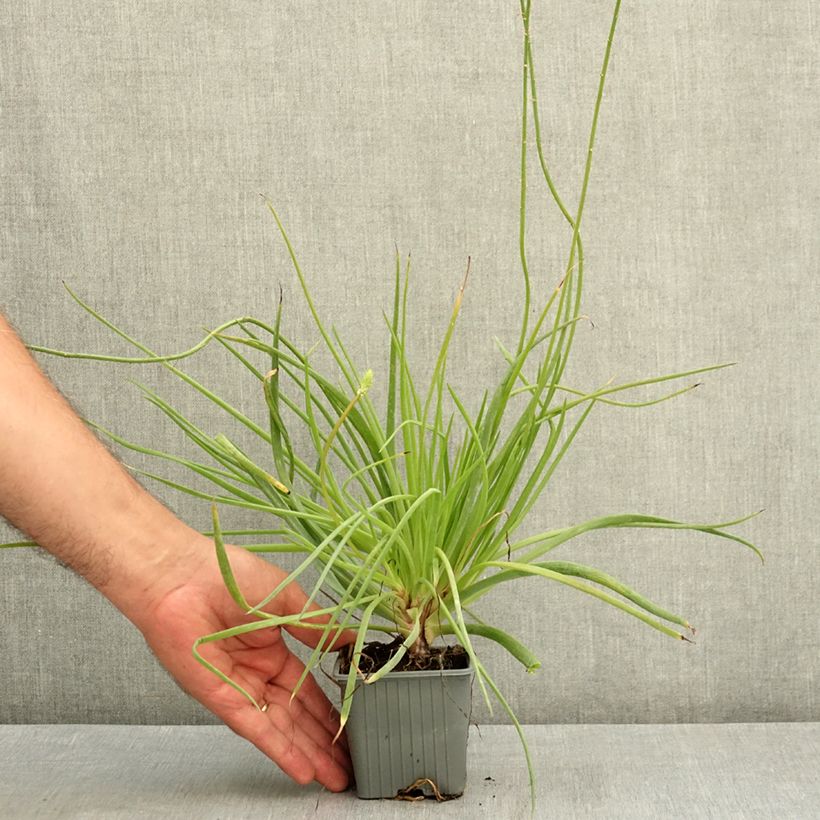 Exemplaar van Bulbine frutescens Medicus - Knolbeesia Kweekpotje van 8/9 cm zoals geleverd in de zomer
