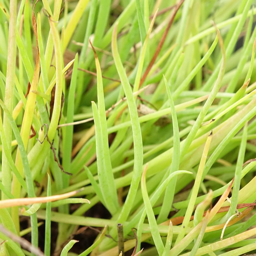 Bulbine frutescens Medicus - Knolbeesia (Blad)