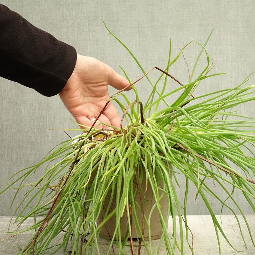 Exemplaar van Bulbine frutescens Medicus - Knolbeesia Pot van 3 l/4 l zoals geleverd in de herfst
