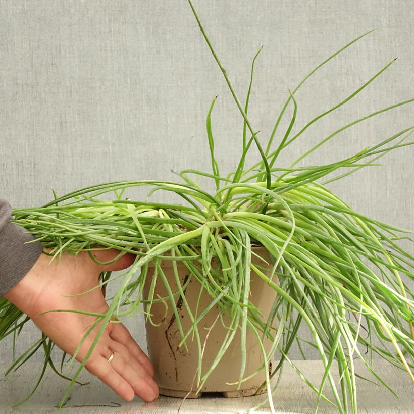 Exemplaar van Bulbine frutescens Medicus - Knolbeesia Pot van 3 l/4 l zoals geleverd in de zomer