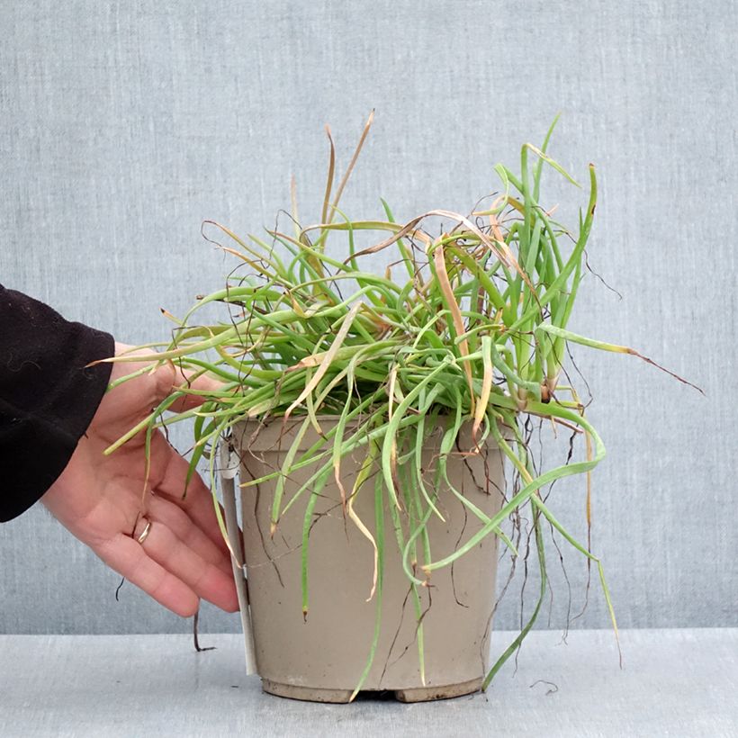 Exemplaar van Bulbine frutescens Medicus - Knolbeesia Pot van 3 l/4 l zoals geleverd in de lente