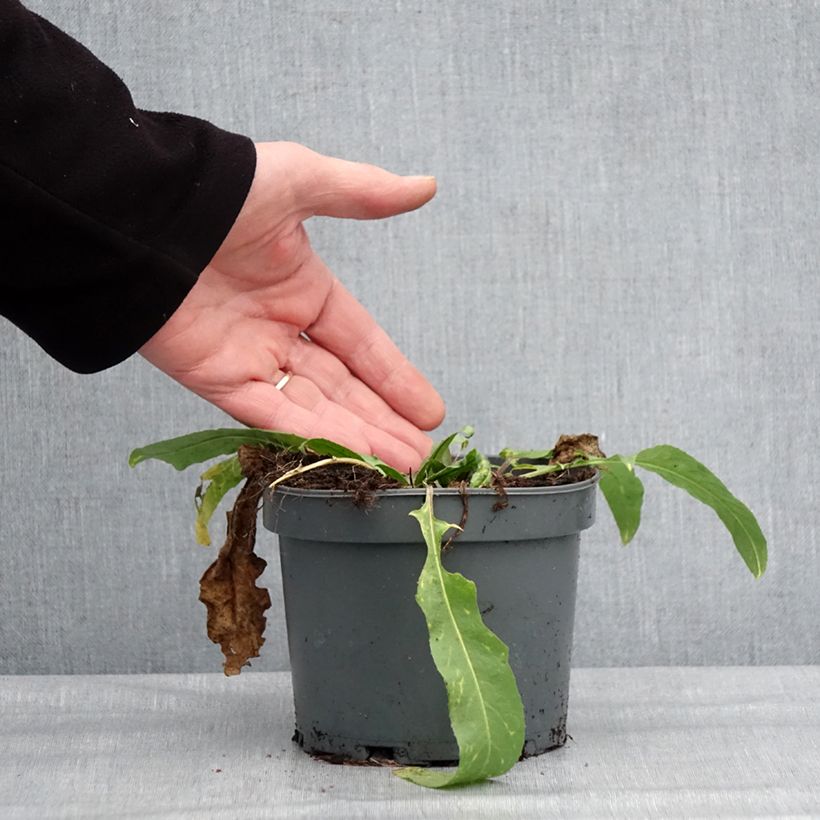 Exemplaar van Bunias orientalis - Roquette d’Orient, Bunias d’Orient Pot de 1,5L/2L zoals geleverd in de winter