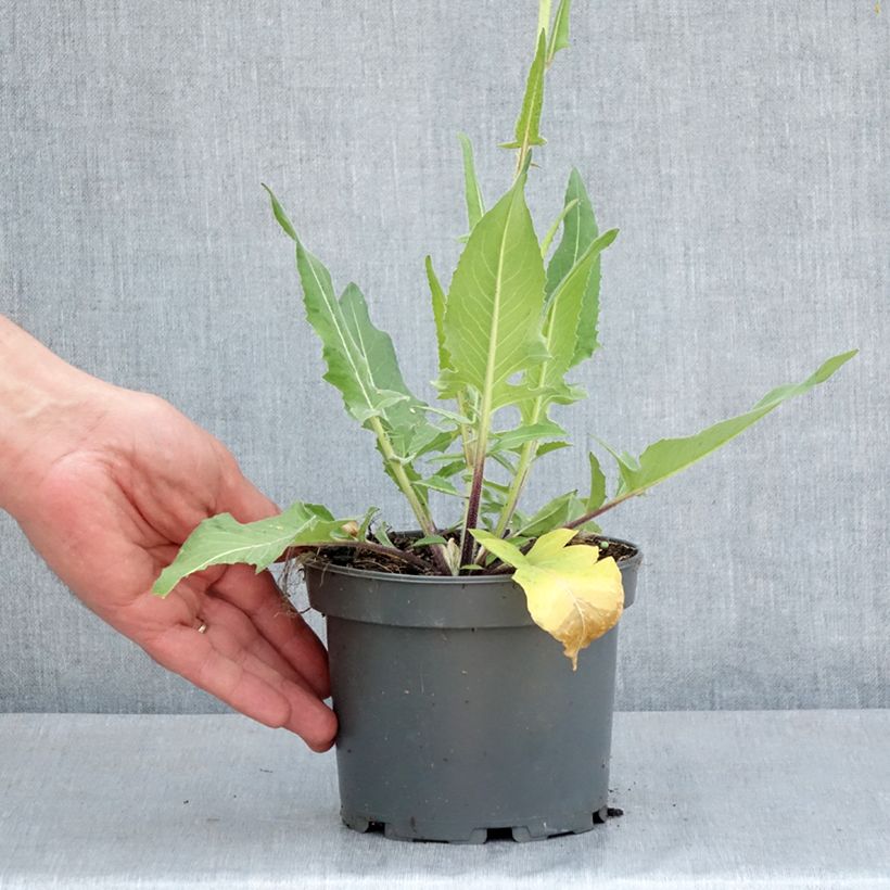 Exemplaar van Grote hardvrucht - Bunias orientalis Pot van 1,5 l/2 l zoals geleverd in de lente