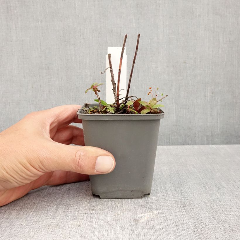Exemplaar van Buphthalmum salicifolium Alpen Gold - Koeienoog Kweekpotje van 8/9 cm zoals geleverd in de herfst