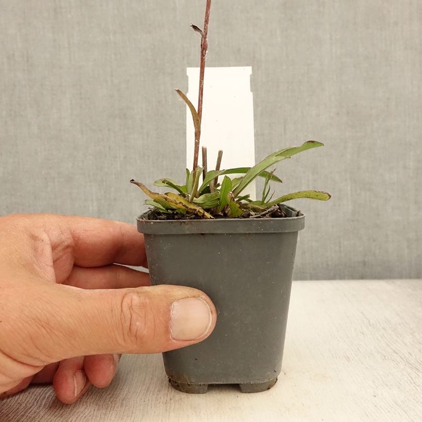 Exemplaar van Buphthalmum salicifolium Dora - Koeienoog Kweekpotje van 8/9 cm zoals geleverd in de zomer