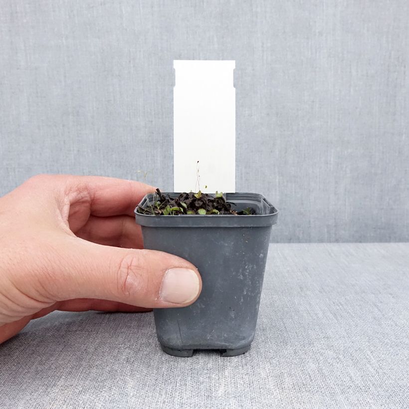 Exemplaar van Buphthalmum salicifolium Dora - Koeienoog Kweekpotje van 8/9 cm zoals geleverd in de lente