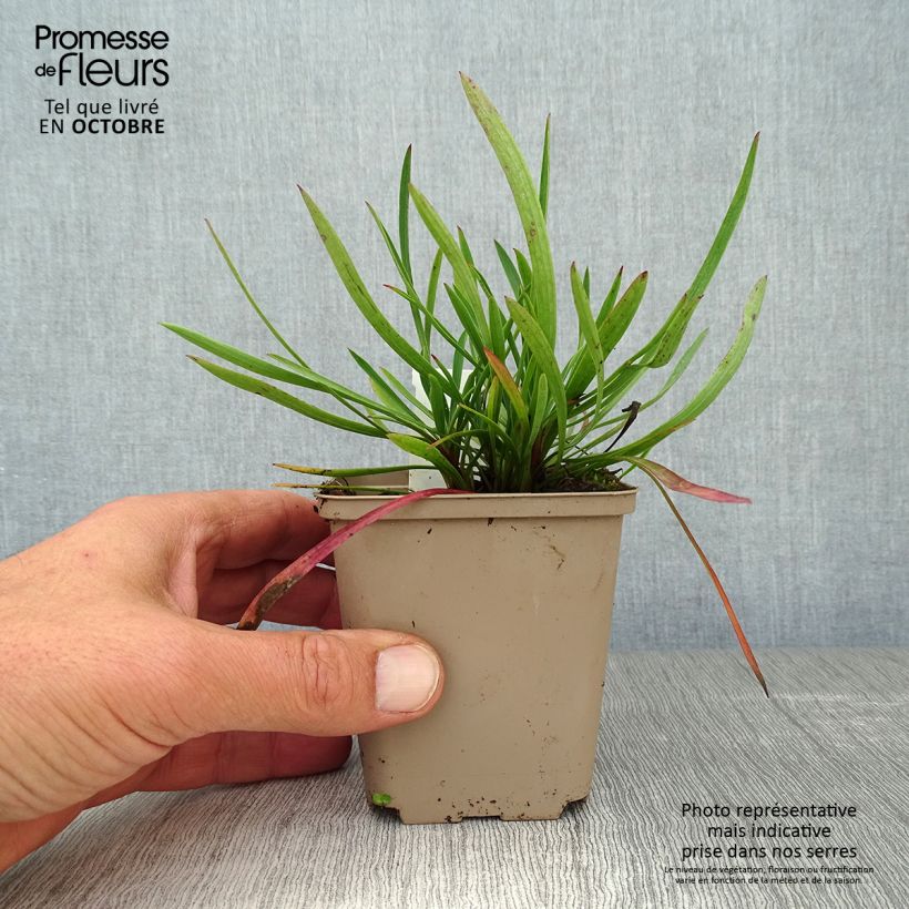 Exemplaar van Bupleurum falcatum - Sikkelgoudscherm Kweekpotje van 8/9 cm zoals geleverd in de herfst