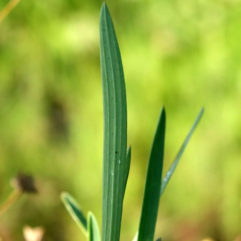 Bupleurum falcatum - Sikkelgoudscherm (Blad)