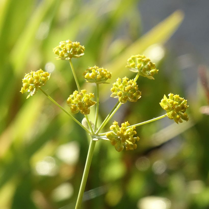 Bupleurum falcatum - Sikkelgoudscherm (Bloei)