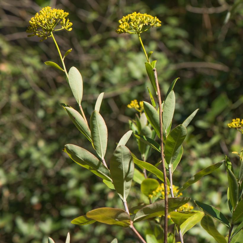 Bupleurum fruticosum - Sikkelgoudscherm (Blad)