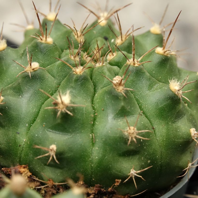 Gymnocalycium baldianum - Spincactus (Blad)