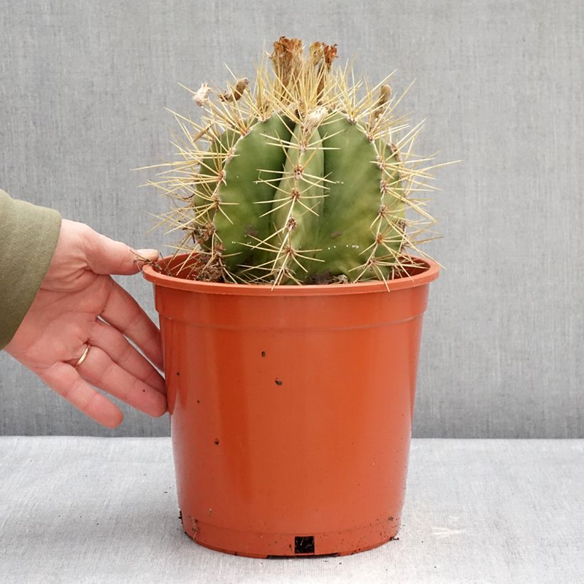 Exemplaar van Astrophytum ornatum - Bisschopsmuts Pot van 4 l/5 l zoals geleverd in de winter
