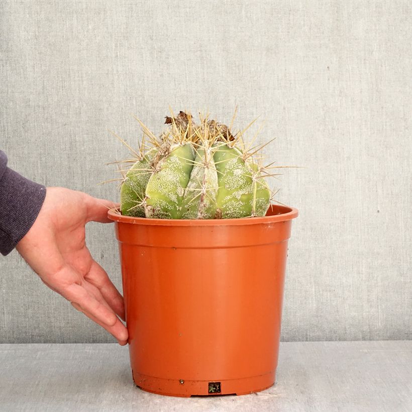 Exemplaar van Astrophytum ornatum - Bisschopsmuts Pot van 4 l/5 l zoals geleverd in de lente